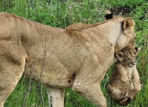 5-Day Kenya Highlight Private Safari