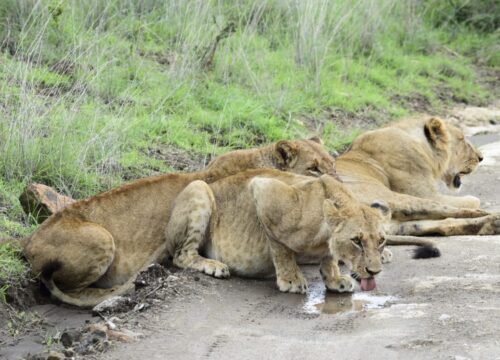 5-Day Mombasa/Tsavo East/Tsavo West/Amboseli/Nairobi