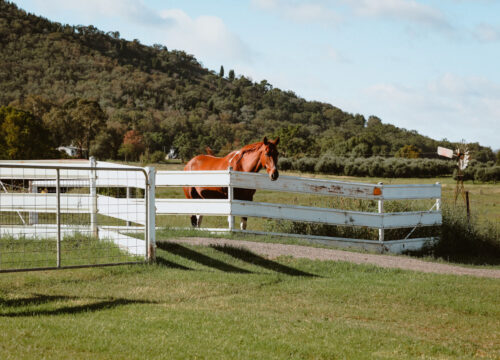 Sanctuary Farm-Naivasha