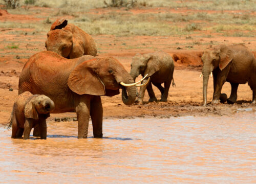 3-Day Amboseli Budget Private Safari 2023- 2025