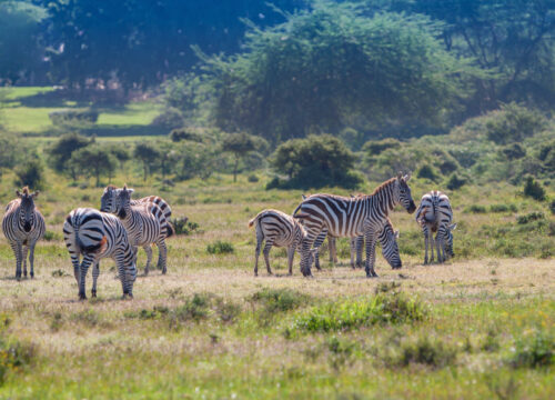 4-Day Masai Mara Budget Migrational Safari 2023-2024