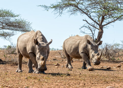 3-Day Fly in Fly out Masai Mara National Reserve